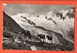 ZMA-06  Saas-Fee Transport Mit Maultier. Transport Par Mulets. Feegletscher.  Gyger 13172. Circulé 1946 - Saas-Fee