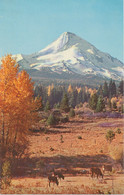 USA Ca. 1960/70 Superb Mint Coloured Pc „Mt. Hood, Oregon“ - Other & Unclassified