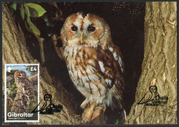 GIBRALTAR (2020). Carte Maximum Card - Owls - Tawny Owl, Strix Aluco, Chouette Hulotte, Waldkauz, Bosuil, Cárabo Común - Gibraltar