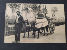 Roquefort - Bouvier Landais - Attelage De Bœufs - Roquefort