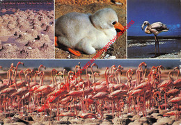 Flamingo's From Eggs To Beauties - Bonaire - Netherlands Antilles - Nederlandse Antillen - Bonaire