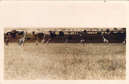 Carte Photo Girafes Dans La Brousse Photocard Martin Johnson Giraffes Northern Tanganyka - Girafes