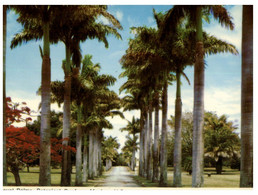 (NN 5) Australia - QLD - Royal Palms At Botanical Gardens In Mackay - Mackay / Whitsundays