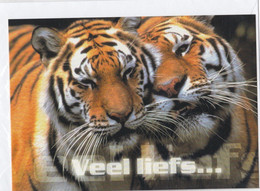 Postogram 173 N / 00 - Veel Liefs ... Tijger - Tigre - Tiger - Postogram