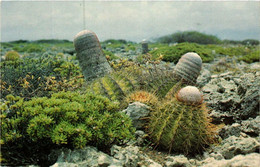 CPM AK Ball Cacti On Limestone Rocks Near Spelonk. BONAIRE (660284) - Bonaire