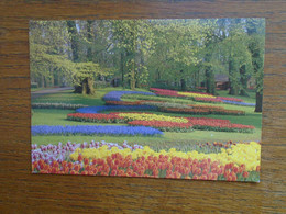 Pays-bas , Lisse , Keukenhof "" Beau Timbre "" - Lisse