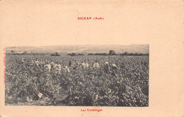 11 - AUDE - SIGEAN - Les Vendangesi  (10015 ) Voir Scans Recto Verso - Sigean