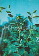 Deciduous Shrub - Securinega Suffruticosa - Medicinal Plants - 1980 - Russia USSR - Unused - Geneeskrachtige Planten