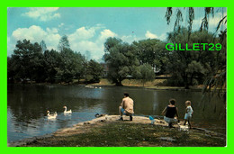 HAGERSTOWN, MD - FEEDING SWANS & DUCKS CITY PARK LAKE - COLOR BY FRANK D. KELLEY - ANIMATED WITH PEOPLES - - Hagerstown