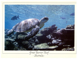 (OO 23) Tortoise - Great Barrier Reef - Australia - Schildkröten