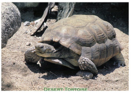 (OO 23) Desert Tortoise (with USA Stamp) - Schildkröten