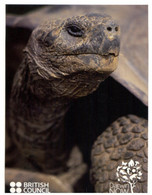 (OO 23)  British Council With Galapagos Tortoise (and Taiwan Bee Stamp) - Schildkröten
