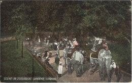 LONDRA 1908 - Scene In Zoological Gardens - Viaggiata In Italia  (1035) - Storia Postale