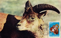 LIECHTENSTEIN Carte Maximum - Mouflon - Maximumkarten (MC)