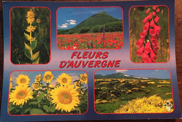 Cpm Multivues Fleurs D'Auvergne, Gentiane, Coquelicots, Tournesols, Genêts, éd Du Lys 63 Clermont-Ferrand - Auvergne