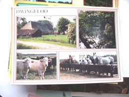 Nederland Holland Pays Bas Dwingeloo Met Boerderij, Koeien En Paarden - Dwingeloo