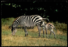 ÄLTERE POSTKARTE ZEBRAS GRASENDES ZEBRA MIT JUNGTIER MUTTER MIT NACHWUCHS Cub Young Animal Postcard AK Cpa Ansichtskarte - Zèbres