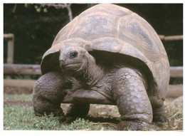 (QQ 8) France - Tortoise Raising Center / Centre D'élevage De Tortue - Corse - Schildkröten