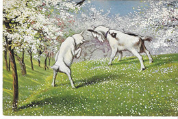 Illustrateur, Jeunes Chèvres, Printemps,  Goat ,signée Trübe , 2 Scans - Truebe, Maxim