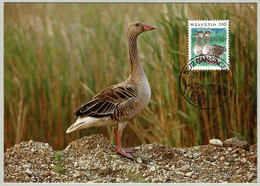 Schweiz / Helvetia 1995, Maximumkarte Gansingen, Gans / Goose - Geese