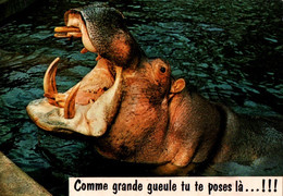 CPM - HIPPOPOPTAME ... Carte Humour - Hippopotames