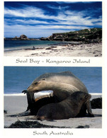 (QQ 49) Australia - SA - Seal Bay In Kangaroo Island - Kangaroo Islands