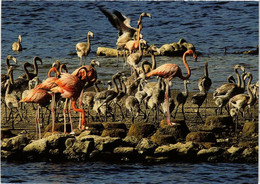 CPM AK Nesting And Young Caribbean Flamingos BONAIRE (729942) - Bonaire