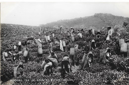 Ceylan: Plucking Tea Up-country Estate (cueillette Du Thé) Plâté Ltd, Ceylon - Carte N° 26 Non Circulée - Asien