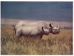 (RR 13) Rhinoceros (20 X 14 Cm) - Rhinoceros
