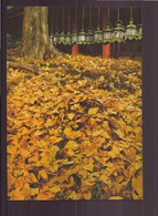 JAPON KASUGA SHRINE NARA - Nagoya