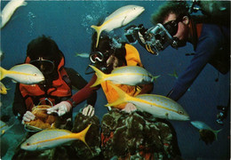 CPM AK Cleaner Shrimp In Sea Anemone BONAIRE (750231) - Bonaire
