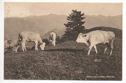 STEG Tösstal Hörnli-Kulm Kühe Gel. 1925 V. Pfäffikon Stempel Hörnli-Kulm - Pfäffikon