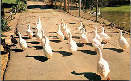 Indian Evansville Ducks At Mesker Zoo - Evansville