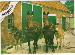 Hoogezand - Boerderij Met Paarden En Veulens - (Groningen) - Hoogezand