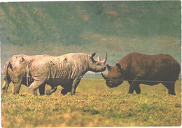 Walking Rhinoceroses In Ngorongoro Crater - Rhinocéros