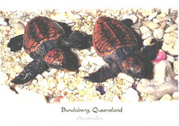 Australia:Bundaberg, Queensland, Turtles - Schildkröten