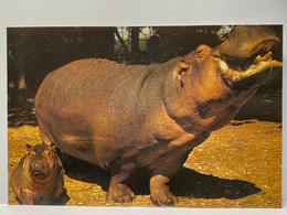 Animals, Hippopotamuses Postcard - Hippopotames