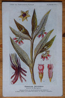 Consoude Officinale - Etablissements Fumouze Faubourg St-Denis Paris - Plantes Médicinales - (n°21056) - Geneeskrachtige Planten