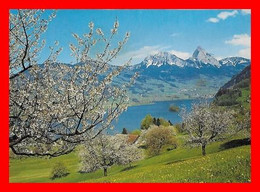 CPSM/gf LAUERZ (Suisse)  Lauerzersee Mit Mythen..*9965 - Lauerz