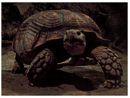 (XX 1) Tortoise - Tortue Terrestre (Paris Aquarium) - Schildkröten