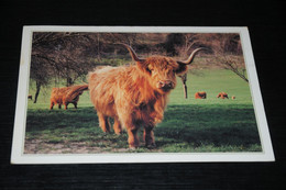 30954-               SCOTTISH CATTLE - Cows