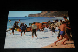 31524-                   PORTUGAL,  NAZARÉ, FOLCLORE / ARRASTO DOS BARCOS - Toros