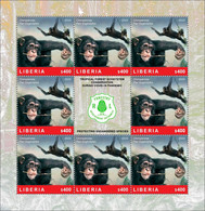 LIBERIA 2020 SHEETLET 8v - CHIMPANZEE CHIMPANZEES APES MONKEYS SINGES - FOREST CONSERVATION DURING COVID-19 PANDEMIC MNH - Chimpanzés