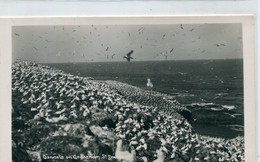 ROYAUME - UNI / UNITED KINGDOM - St Davids : Gannets On Grassholm - Pembrokeshire