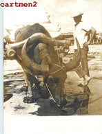 PHOTOGRAPHIE ANCIENNE : PHILIPPINES BUFFLE DE RACE CARABAOS PORT DE LEGAZPI ALBAY FILIPINO FILIPINAS - Filippijnen