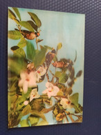 Old NORTH KOREA  Postcard -  Magnolia And Grosbeak Bird - STEREO 3D PC - - Rare!!! - Korea (Noord)