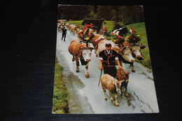 32370-                SCHWITZERLAND  SUISSE, ALPABFAHRT / TRACHTEN - Cows