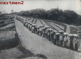 PHOTOGRAPHIE ANCIENNE : ILE DE JAVA INDONESIE RECOLTE DU THE TEA BATAVIA INDONESIA TEA COFFEE ? - Indonesia