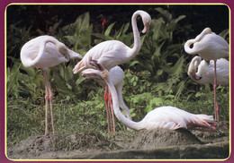 Tierpark Ueckermünde, Germany - Flamingos - Ueckermuende