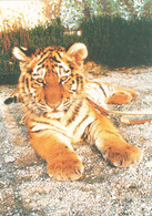 ZOO Hoyerswerda, DE - Tiger - Hoyerswerda